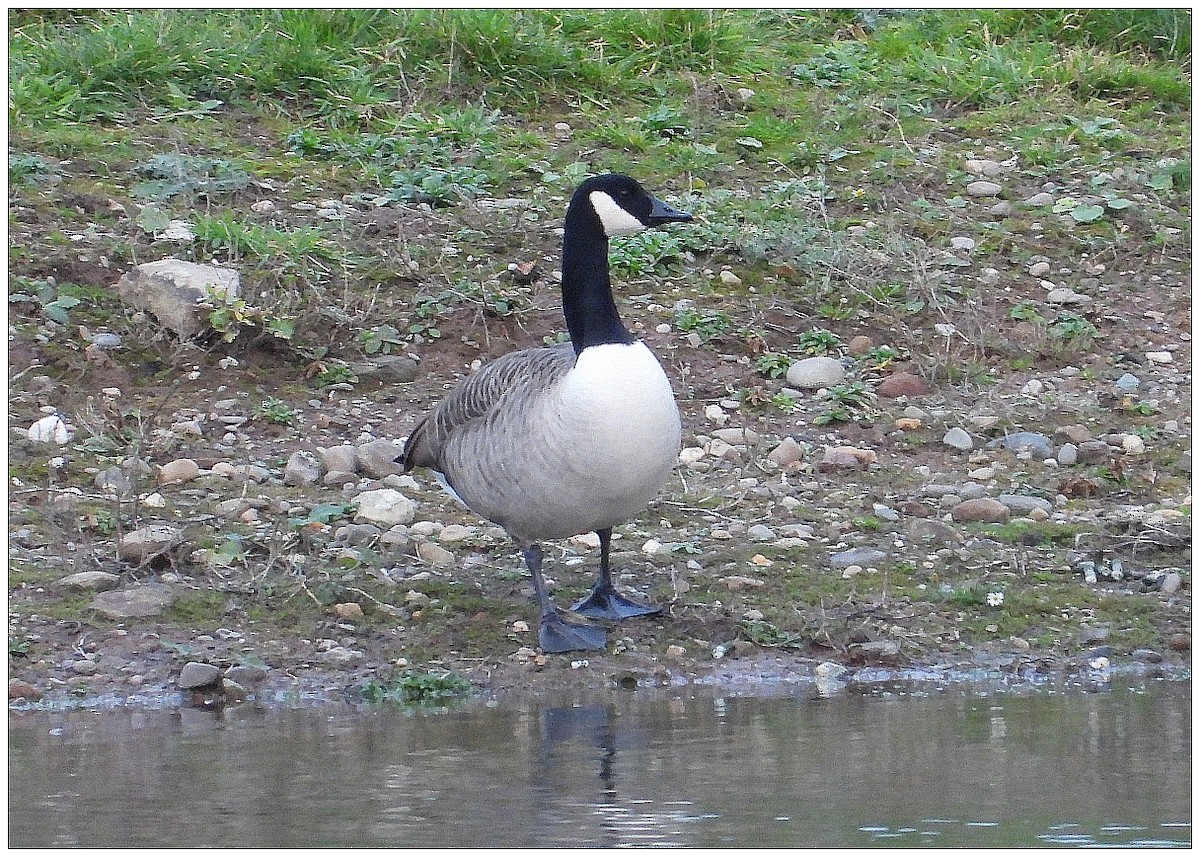Канадская казарка - ML647512837
