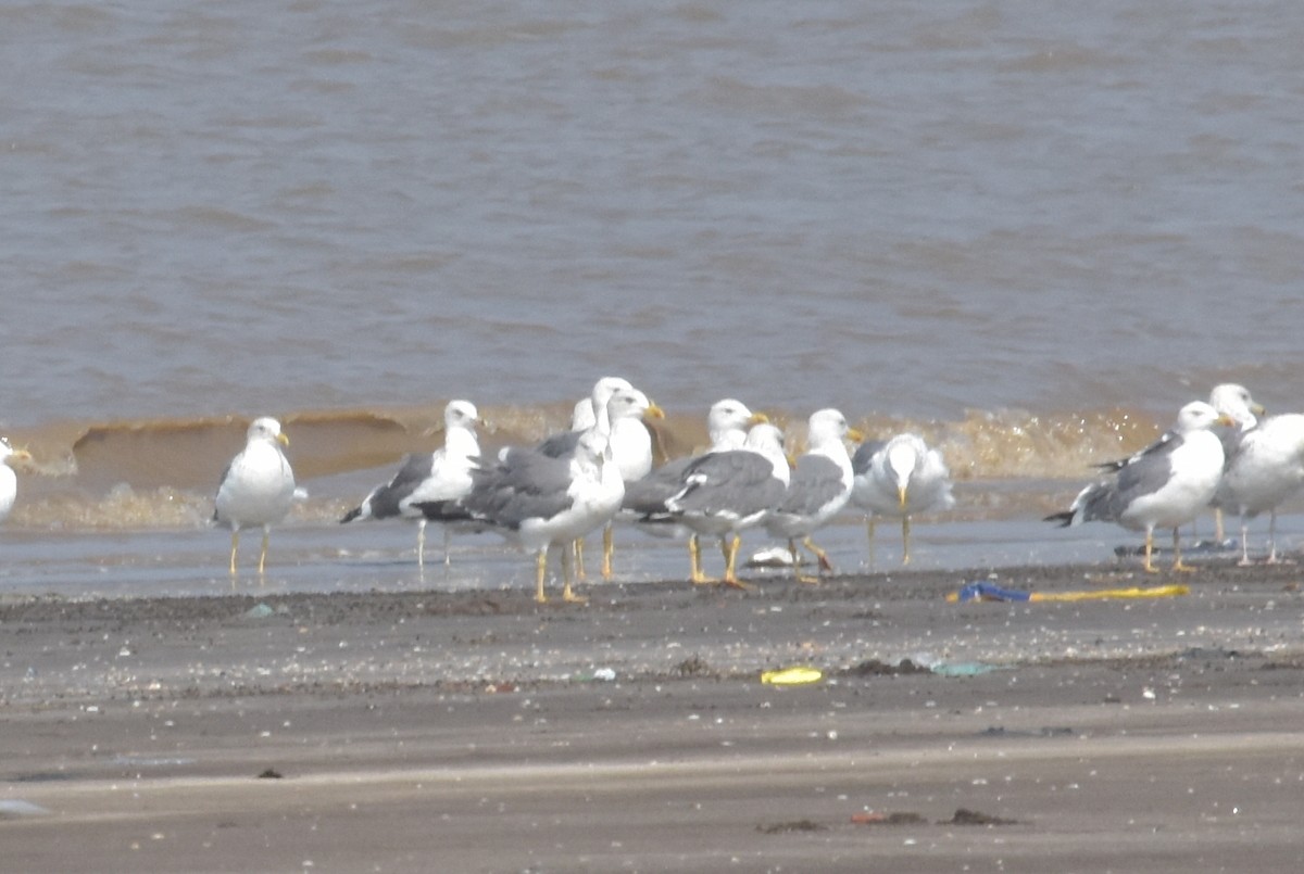 Gaviota Sombría - ML647512838