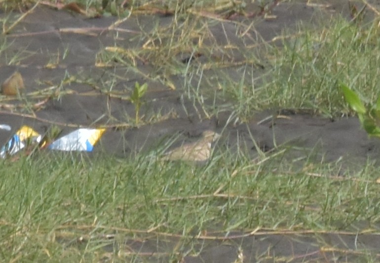 Жайворонок тибетський - ML647512847