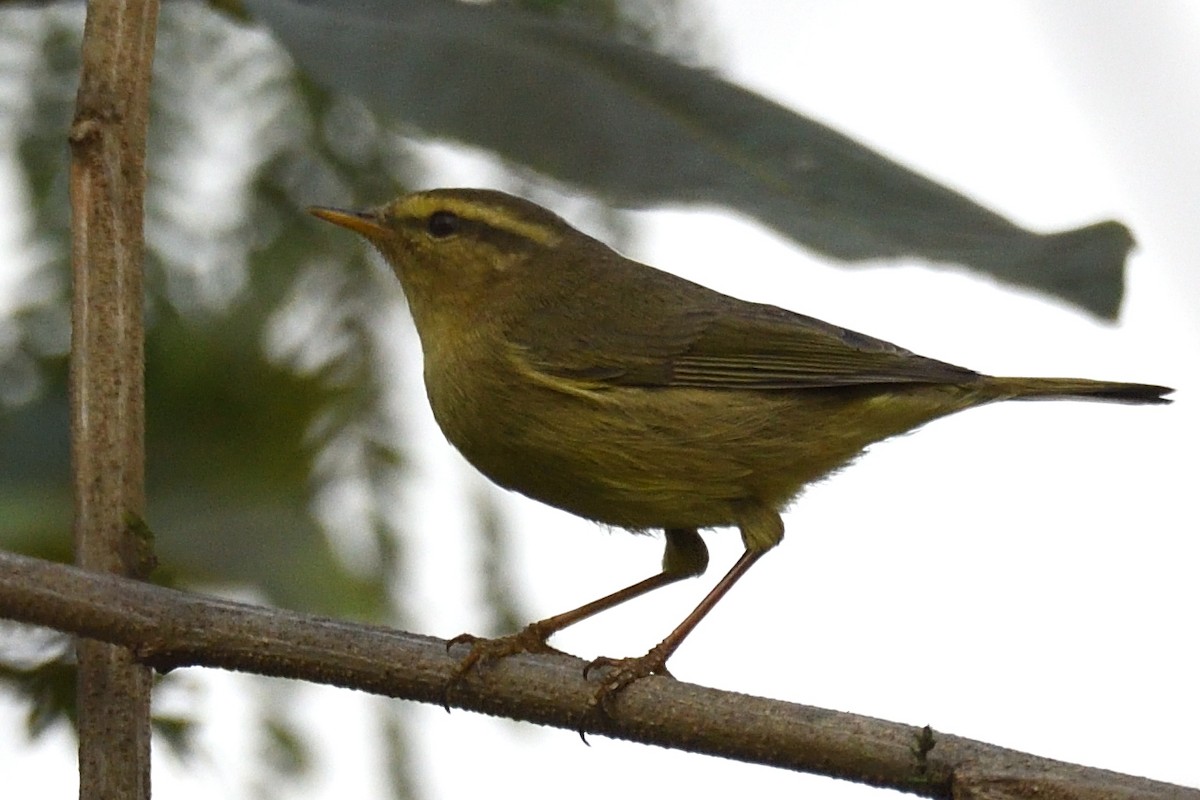 Tickell Çıvgını - ML647512850