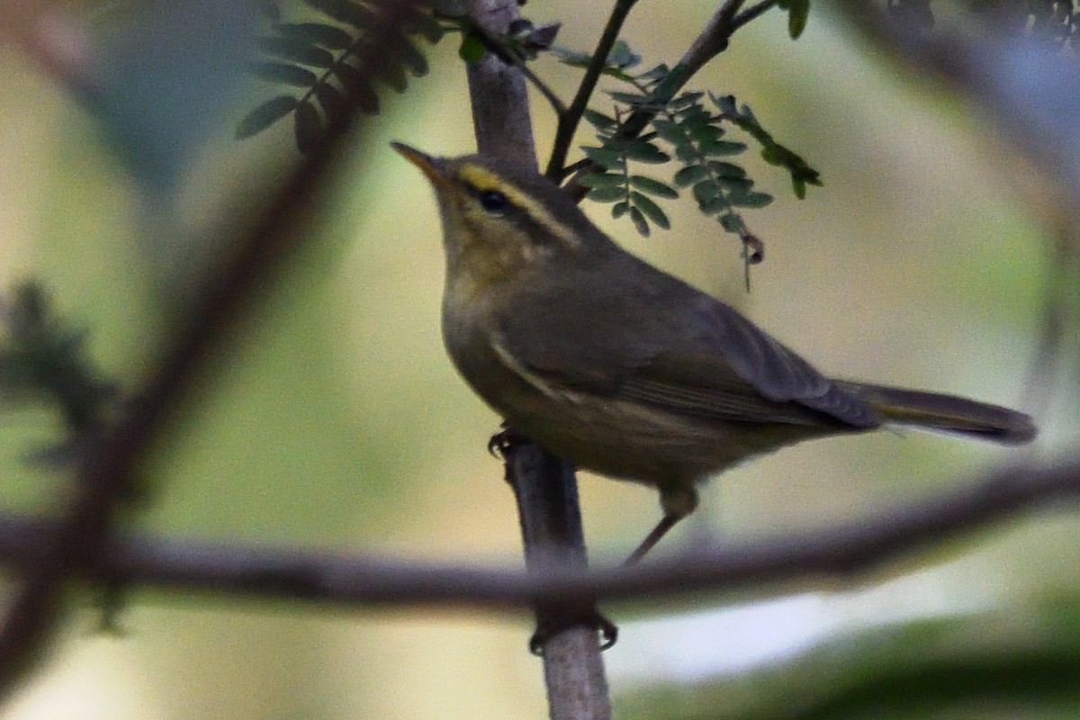 Tickell Çıvgını - ML647512851