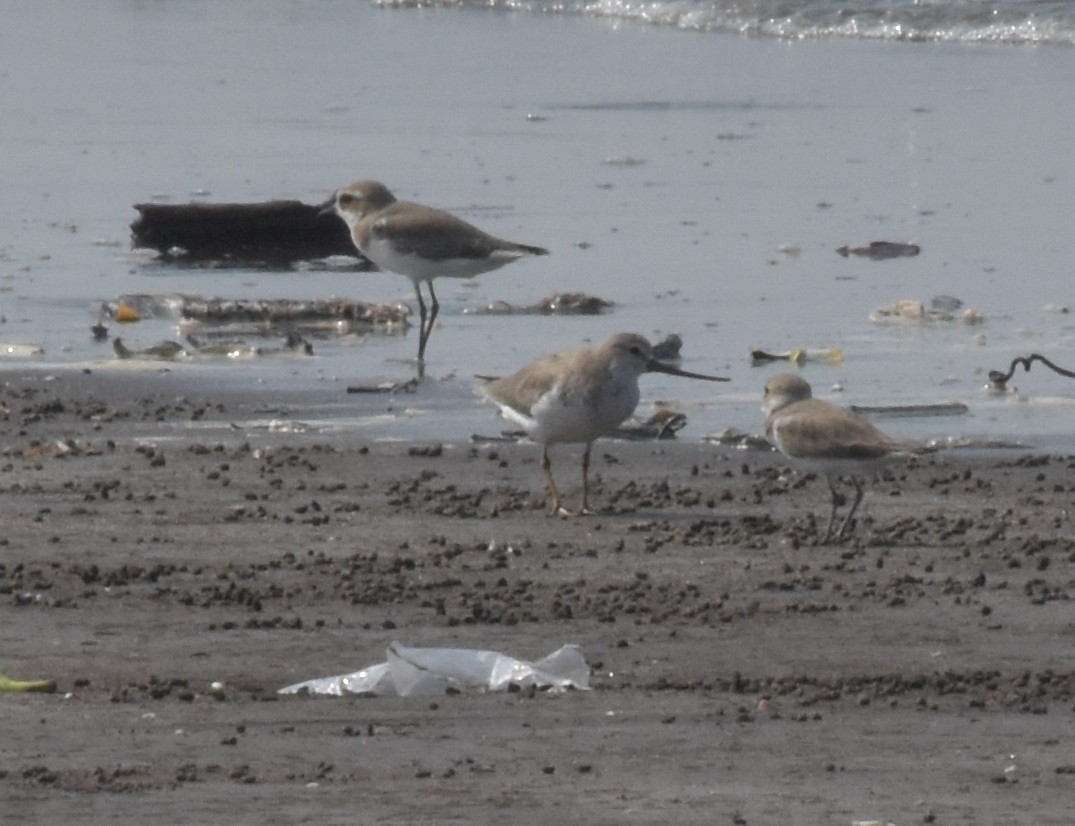 Terek Sandpiper - ML647512855