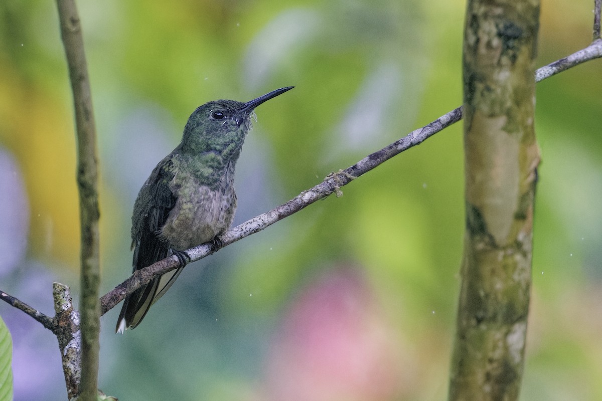 Scaly-breasted Hummingbird - ML647512864