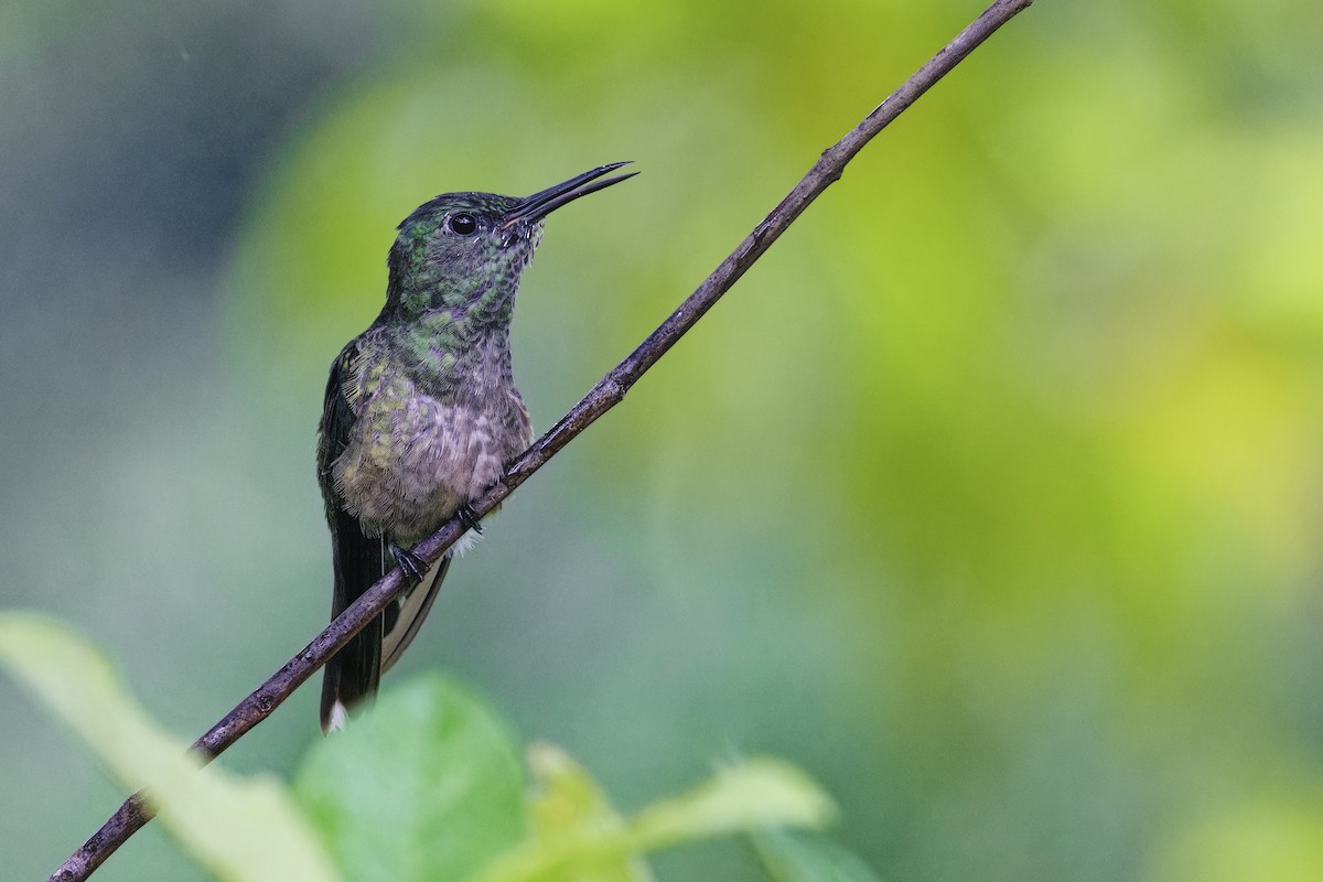 Scaly-breasted Hummingbird - ML647512865
