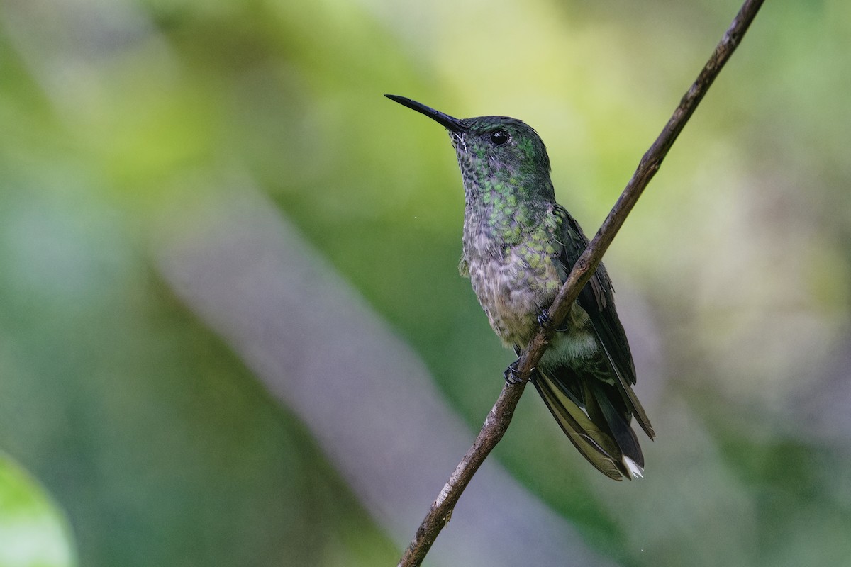 Scaly-breasted Hummingbird - ML647512866