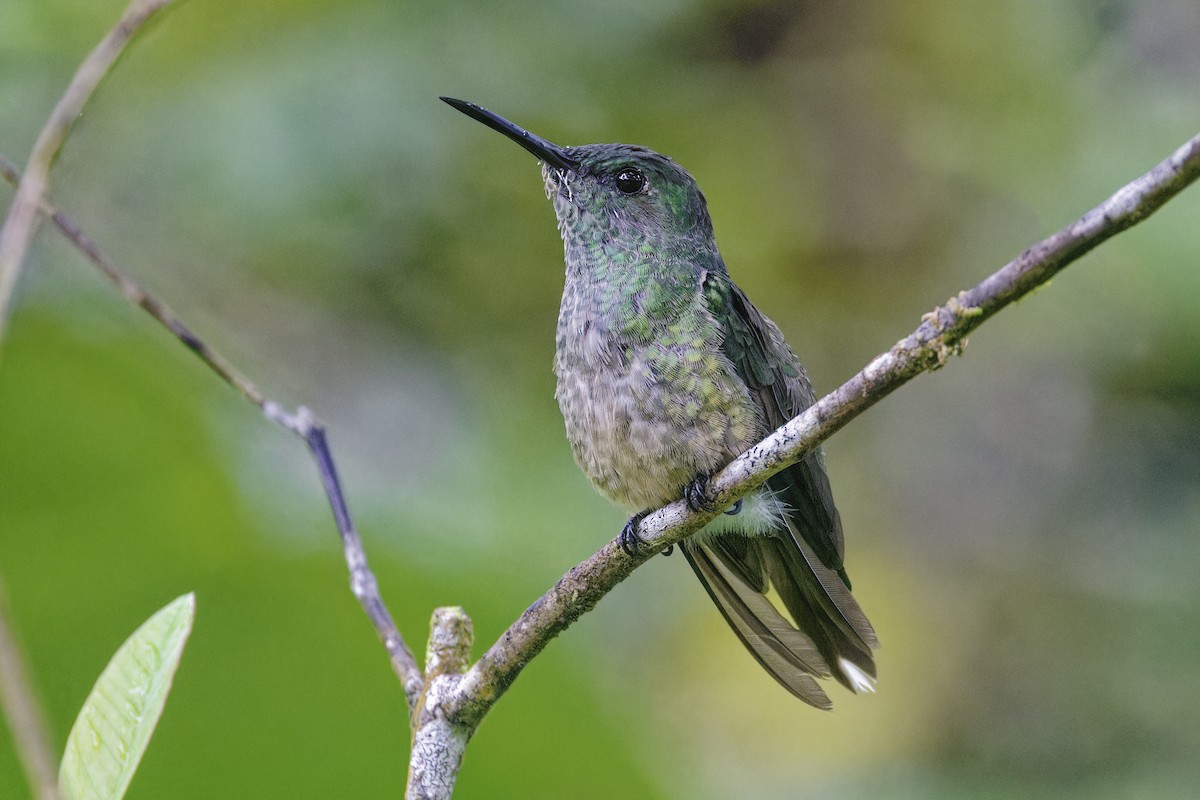 Scaly-breasted Hummingbird - ML647512867