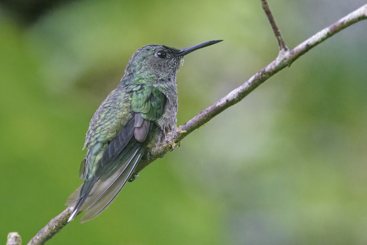 Scaly-breasted Hummingbird - ML647512868