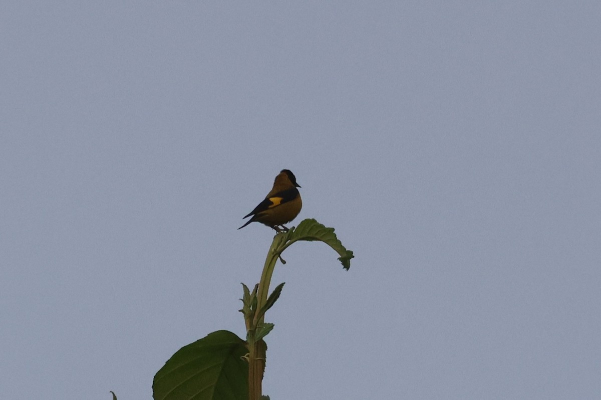 Black-headed Siskin - ML647512872