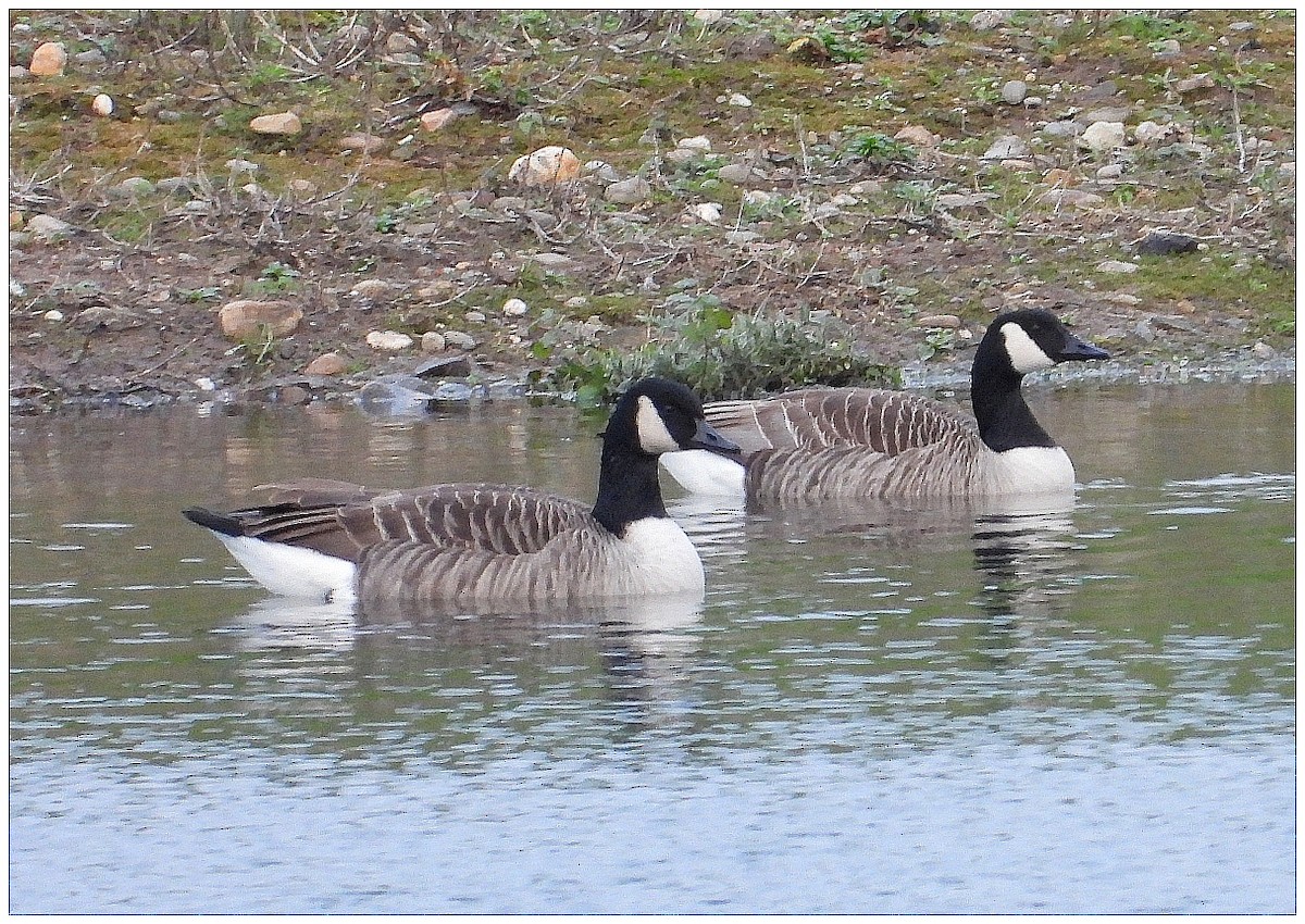 Канадская казарка - ML647512876