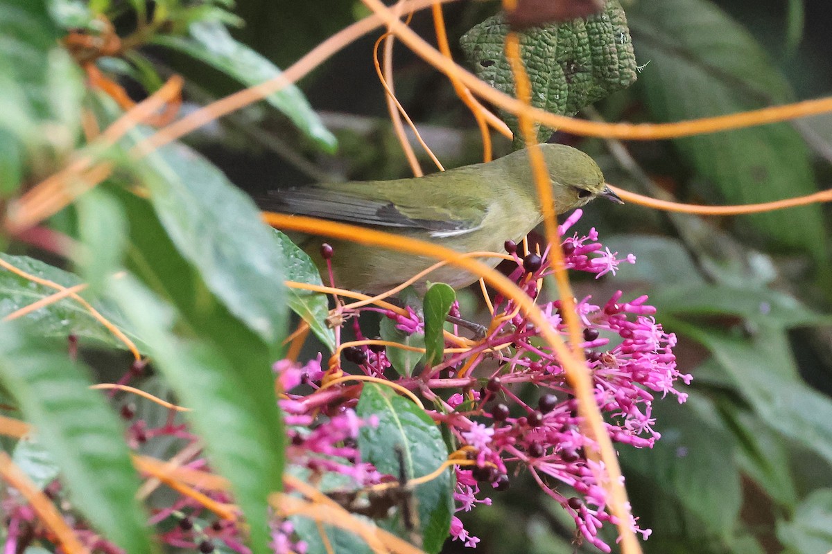 Tennesse Ötleğeni - ML647512878