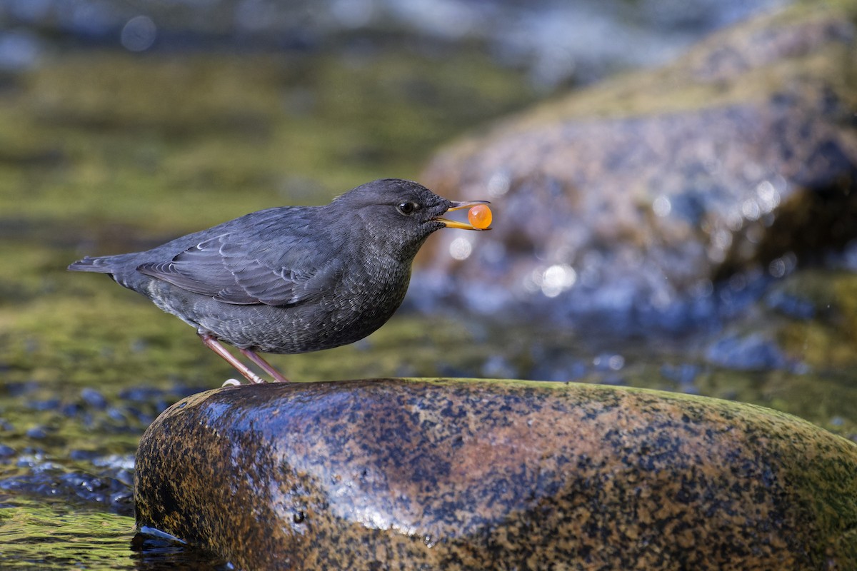 American Dipper - ML647512905