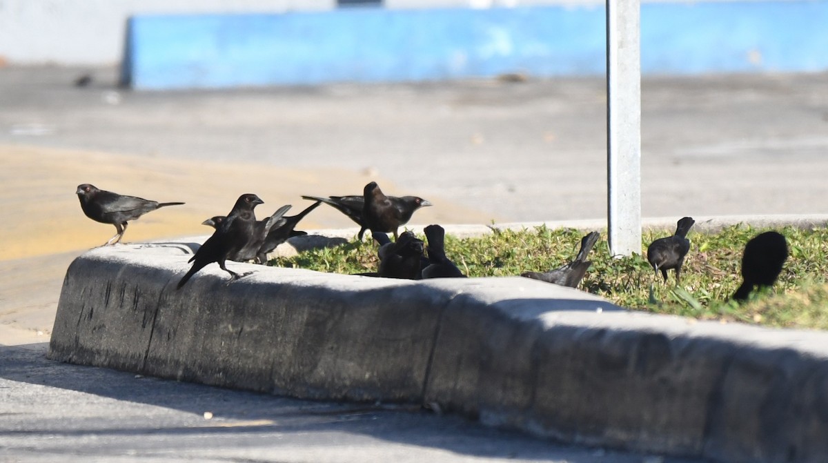 Bronzed Cowbird - ML647512982