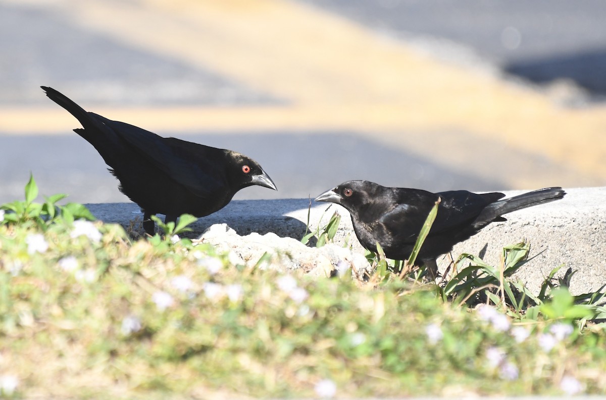 Bronzed Cowbird - ML647512983