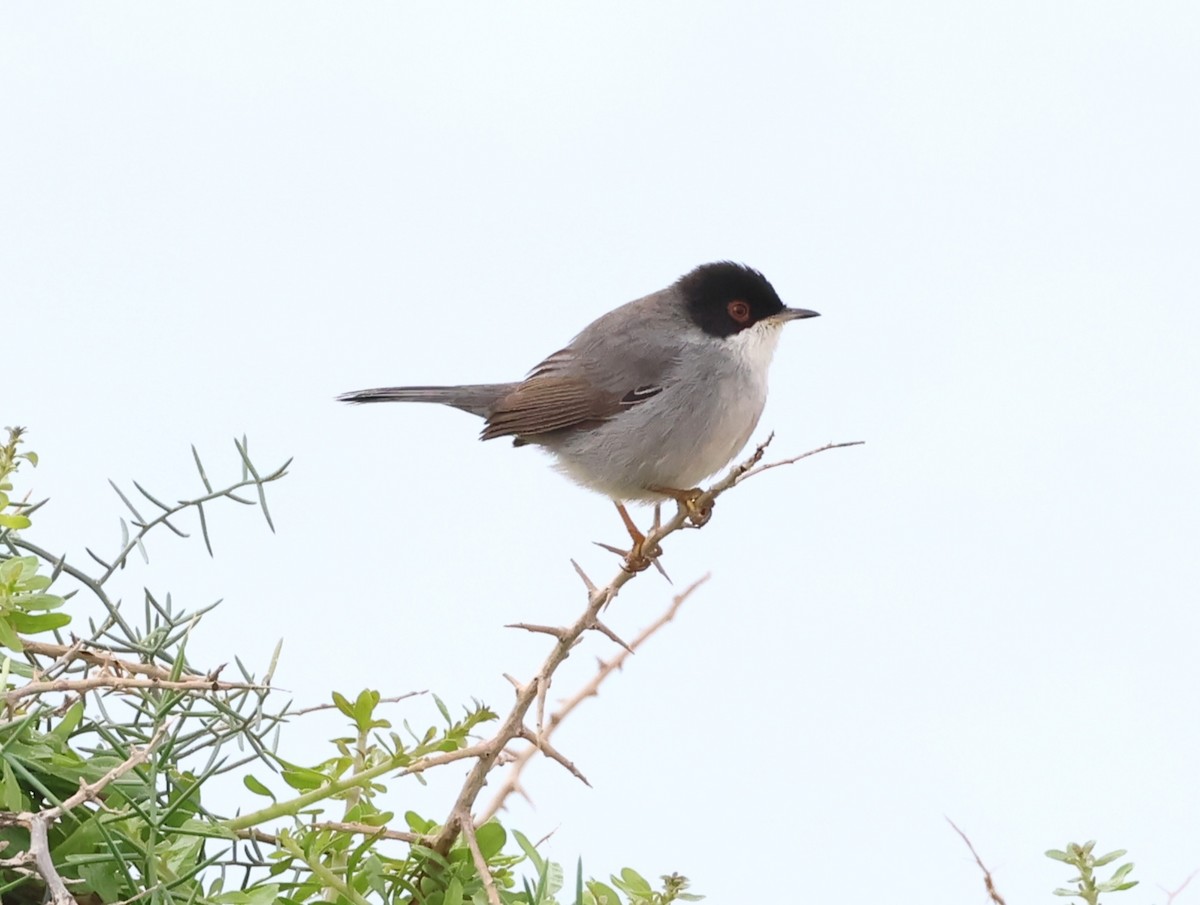 Sardinian Warbler - ML647512986