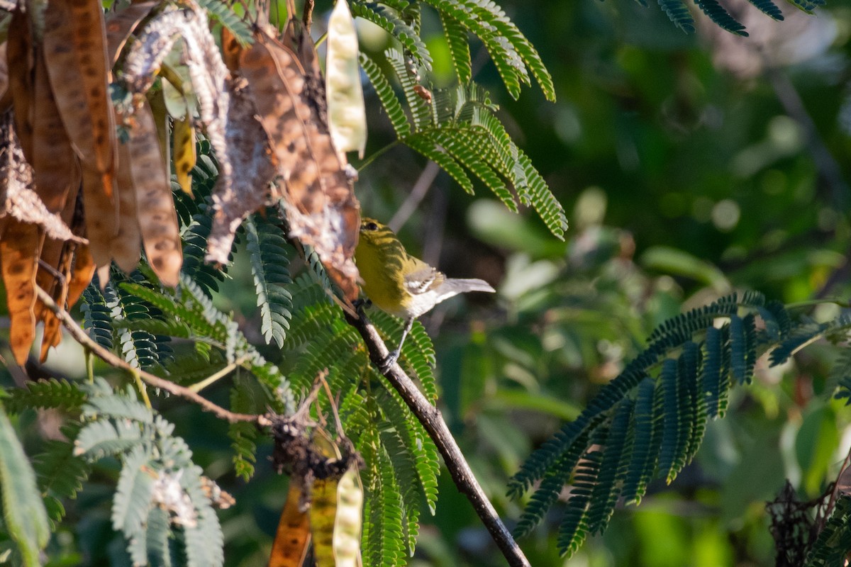 ויראו צהוב-גרון - ML647512987