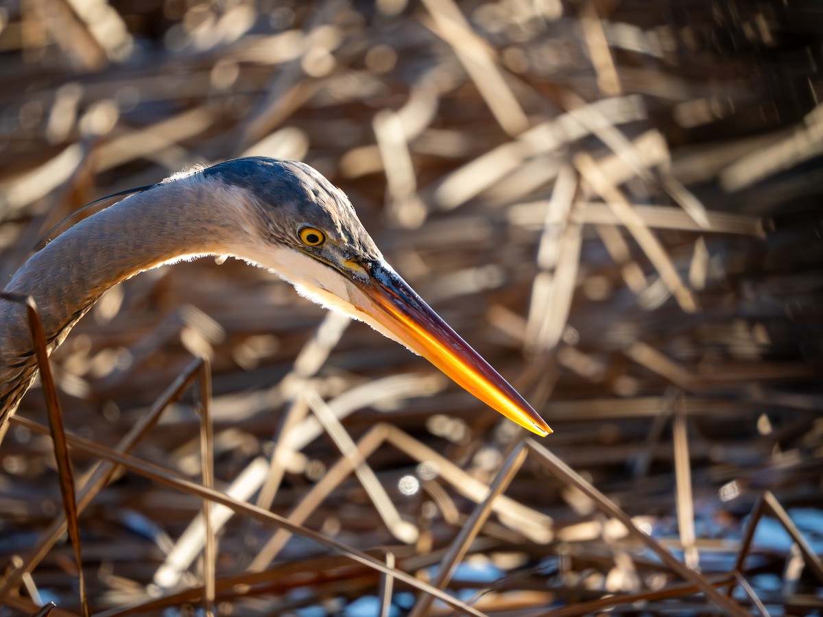Great Blue Heron - ML647513002