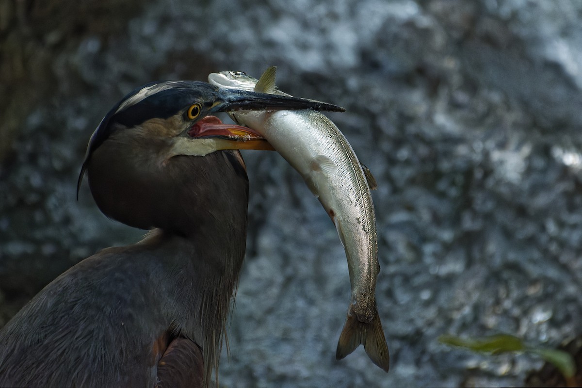 Great Blue Heron - ML647513003