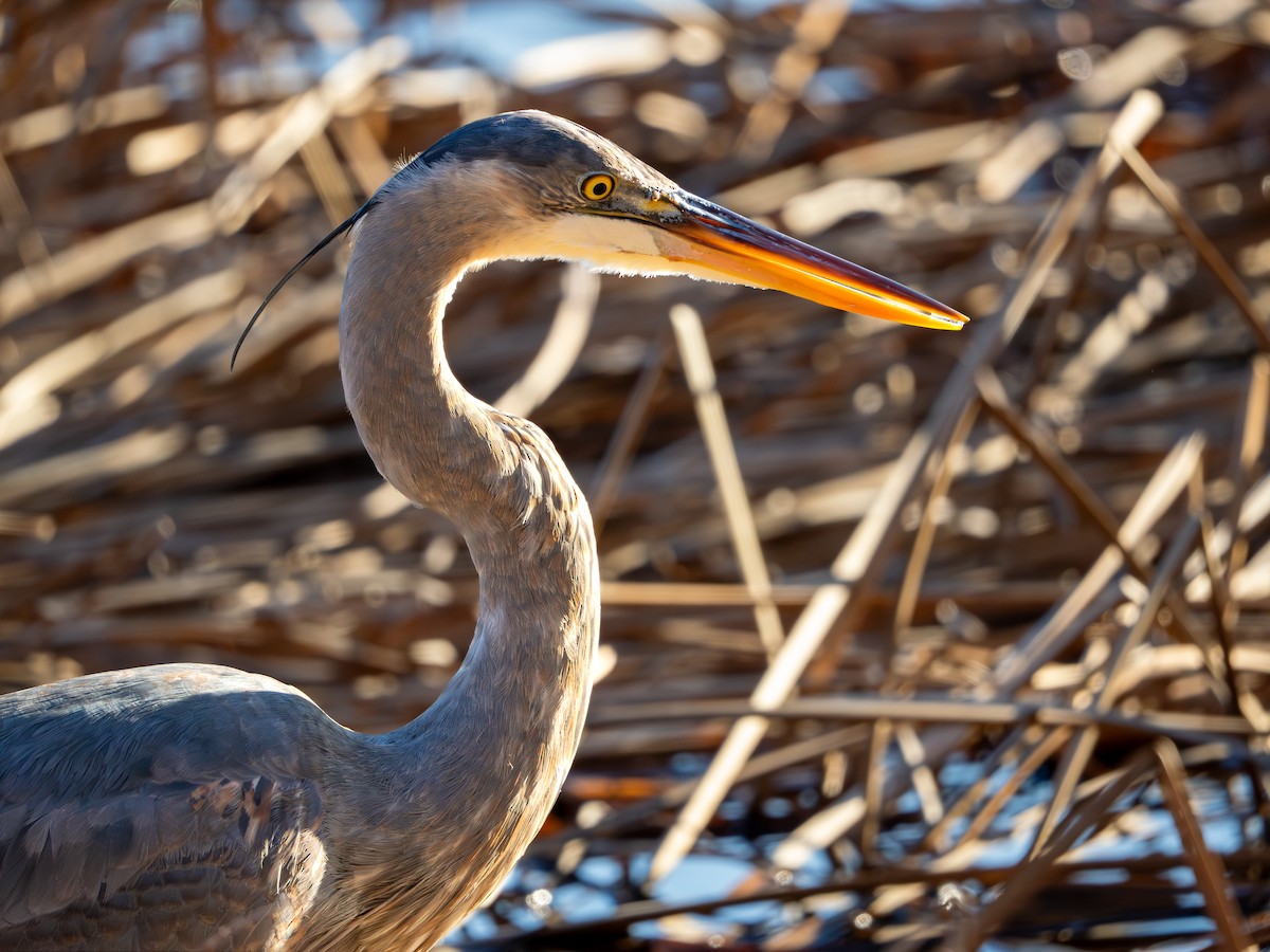 Great Blue Heron - ML647513004