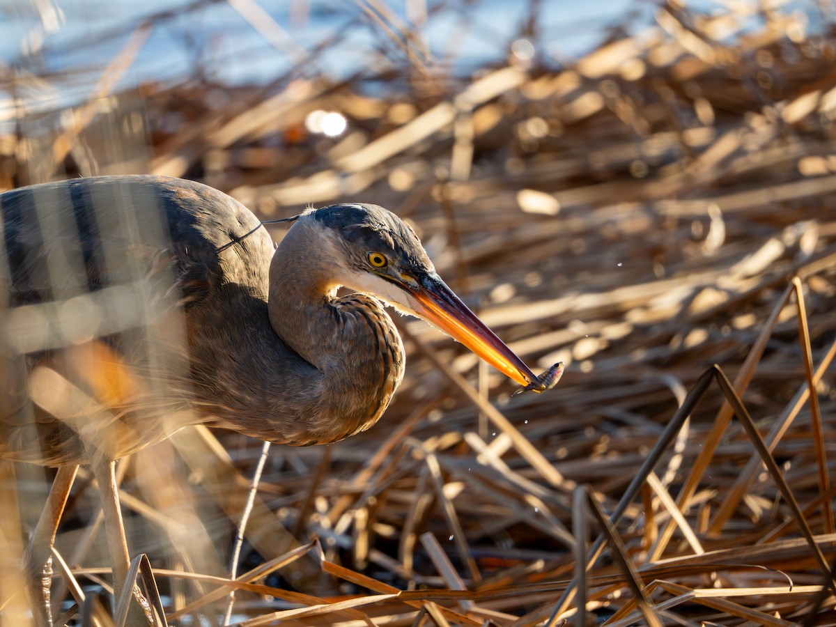 Great Blue Heron - ML647513006