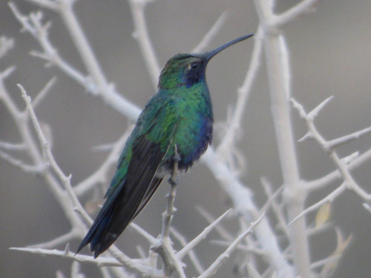 Sparkling Violetear - ML647513008