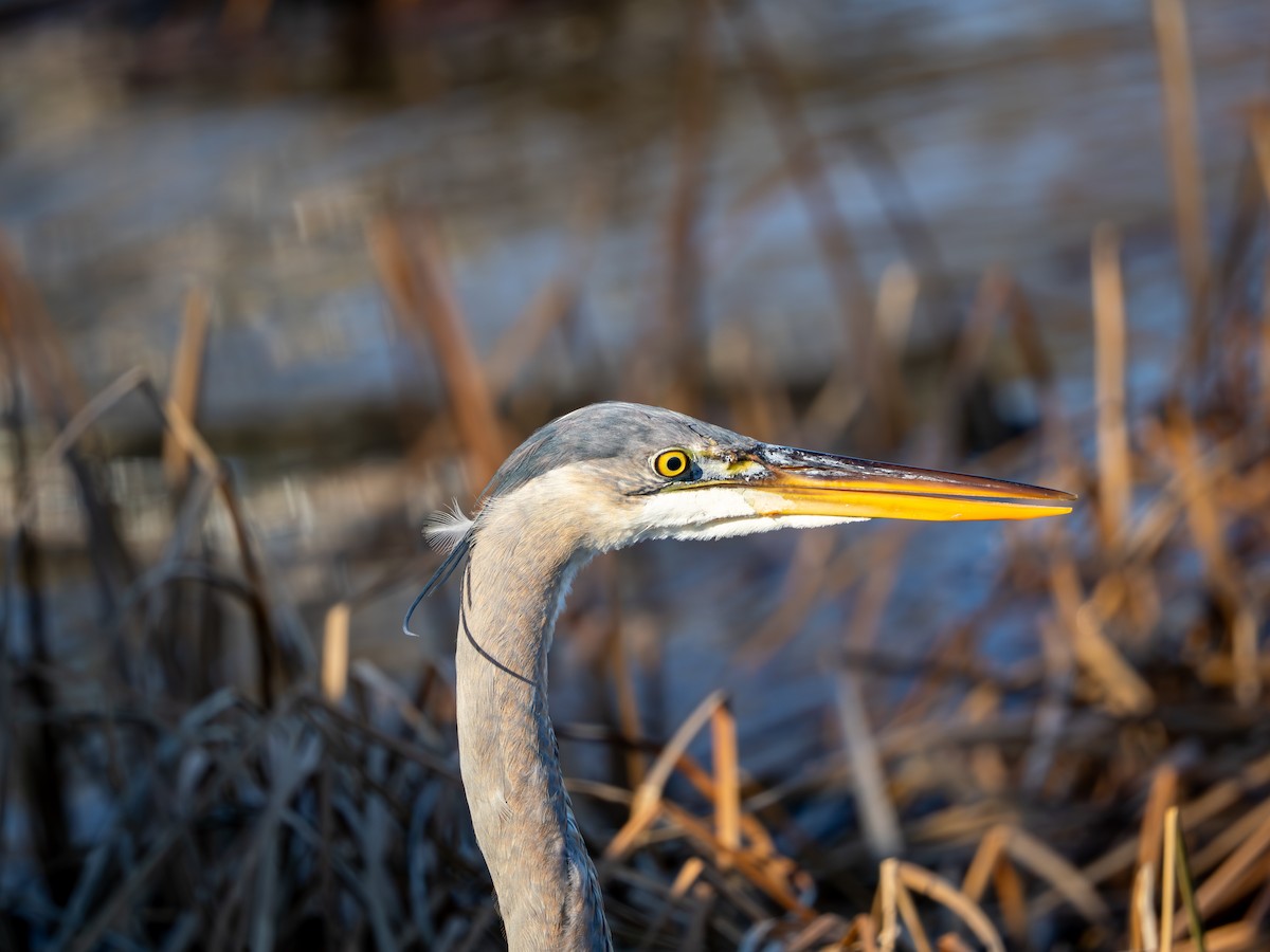 Great Blue Heron - ML647513013