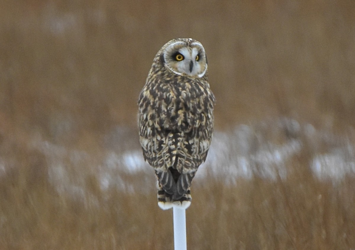 Short-eared Owl - ML647513019