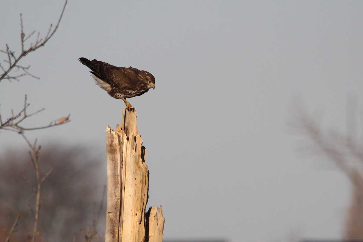 Common Buzzard - ML647513021