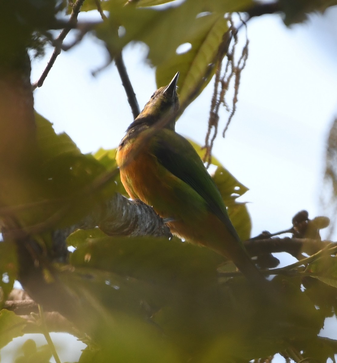 Orange-bellied Leafbird - ML647513022