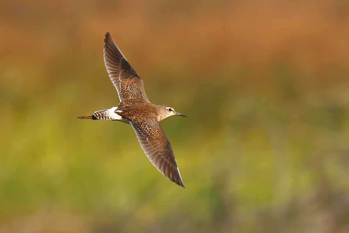 Wood Sandpiper - ML647513023