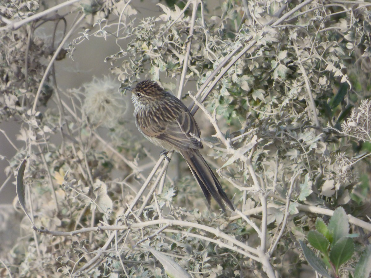 Streaked Tit-Spinetail - ML647513024