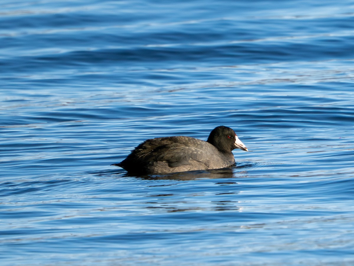 American Coot - ML647513025