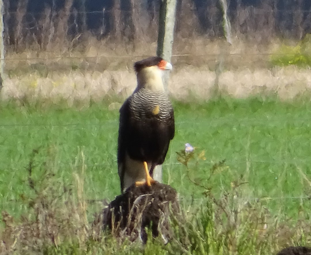 Crested Caracara - ML647513026
