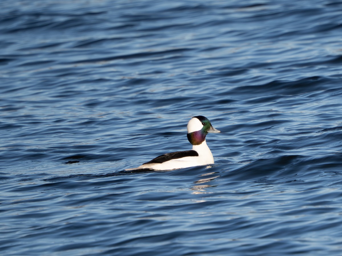 Bufflehead - ML647513027