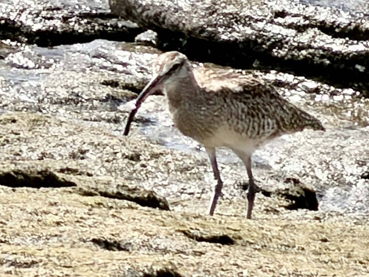 Hudsonian Whimbrel - ML647513028