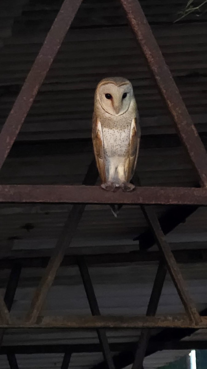 Eastern Barn Owl - ML647513031