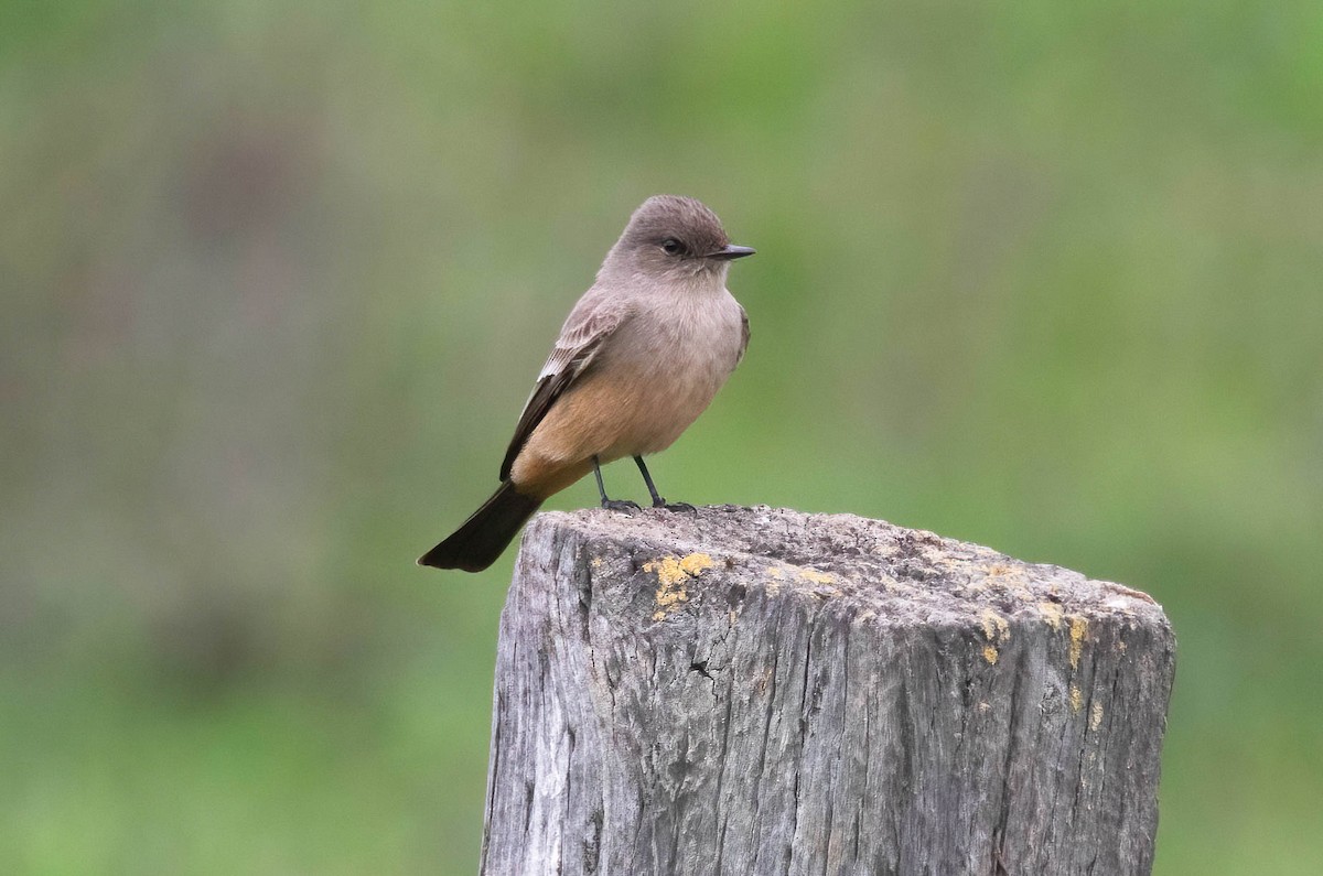 Say's Phoebe - ML647513033