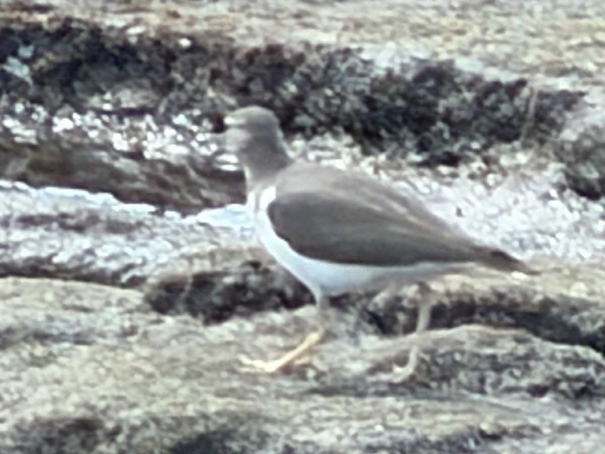 Spotted Sandpiper - ML647513034