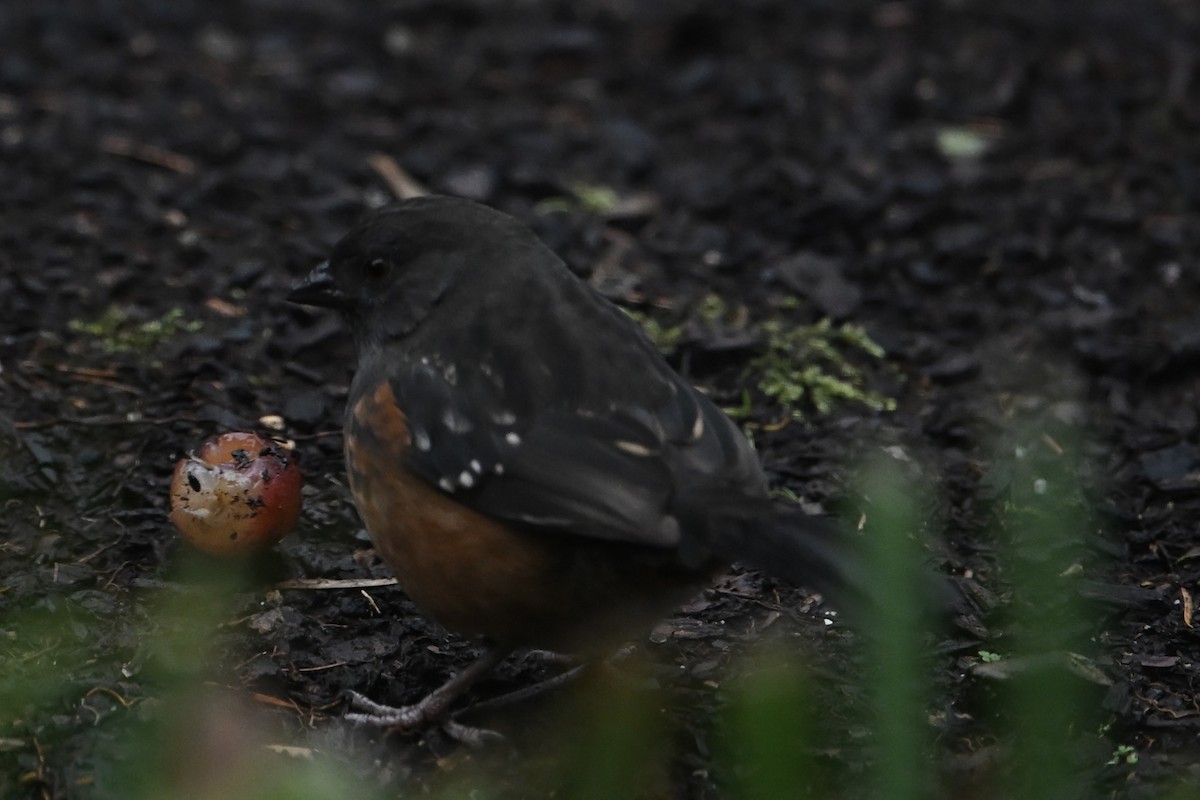 Spotted Towhee (oregonus Group) - ML647513035