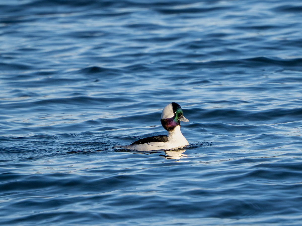 Bufflehead - ML647513036