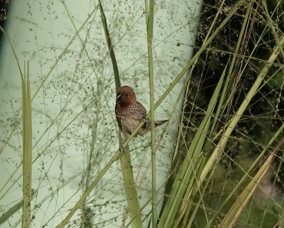 Scaly-breasted Munia - ML647513037