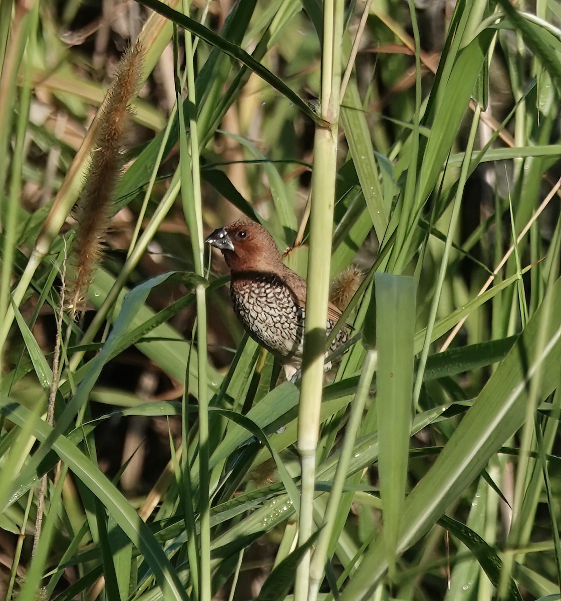 Scaly-breasted Munia - ML647513039
