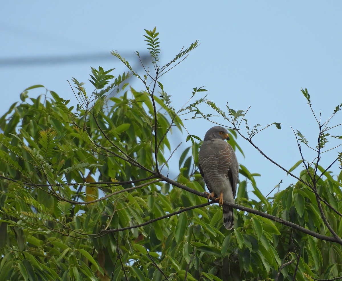 Roadside Hawk - ML647513040