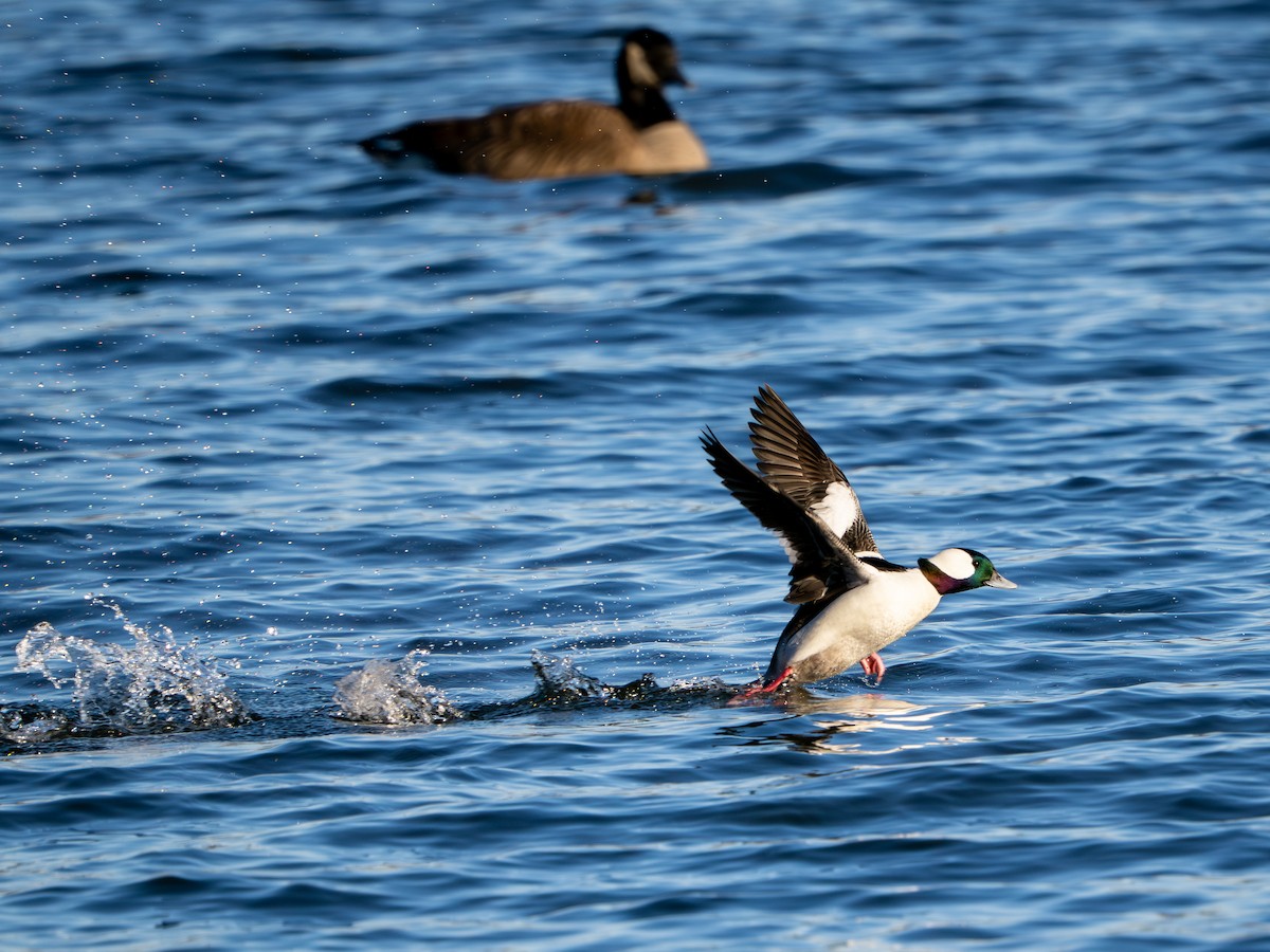 Bufflehead - ML647513041