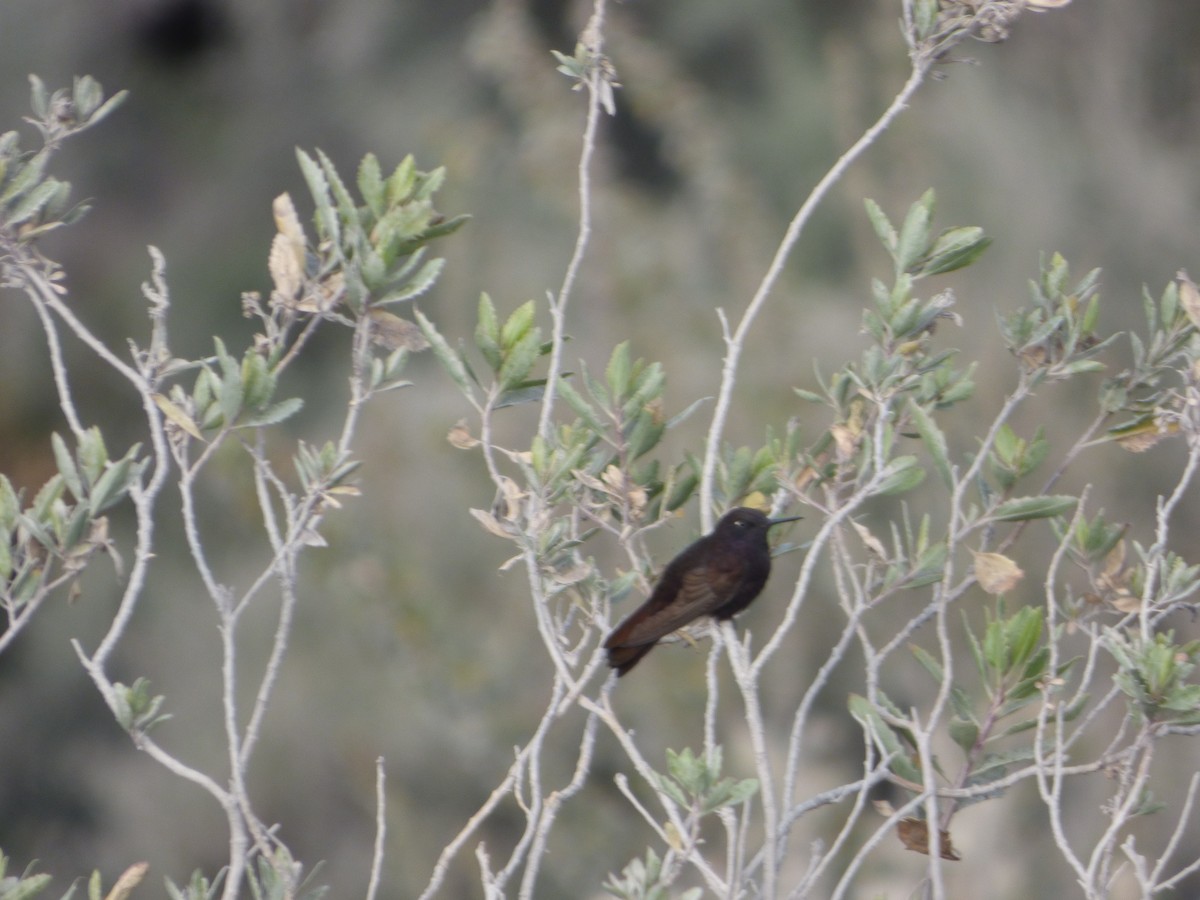 Black Metaltail - ML647513042