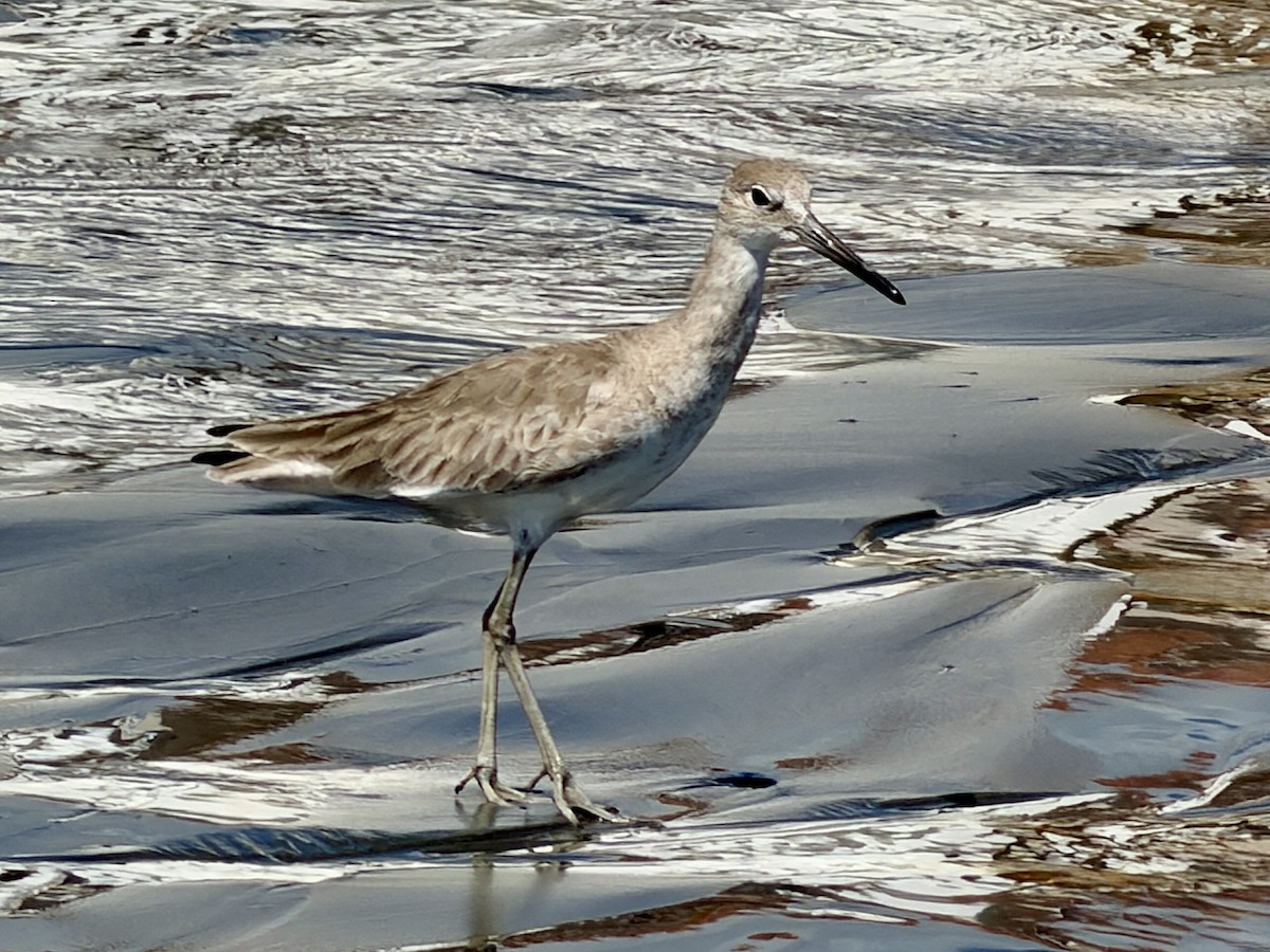 Willet - ML647513043