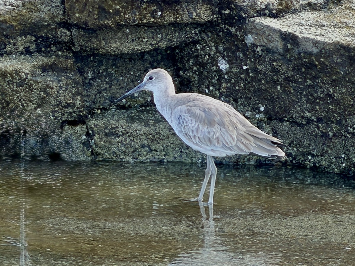 Willet - ML647513044