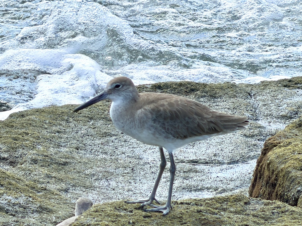 Willet - ML647513045