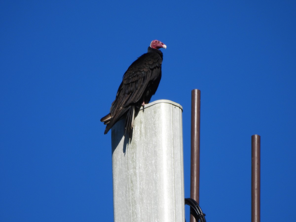 Turkey Vulture (Tropical) - ML647513046
