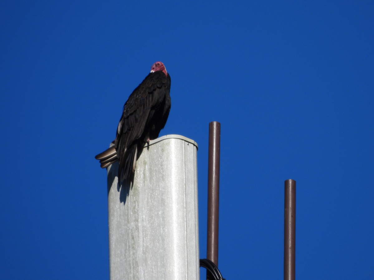 Turkey Vulture (Tropical) - ML647513047