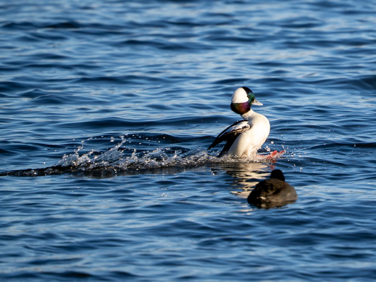 Bufflehead - ML647513048